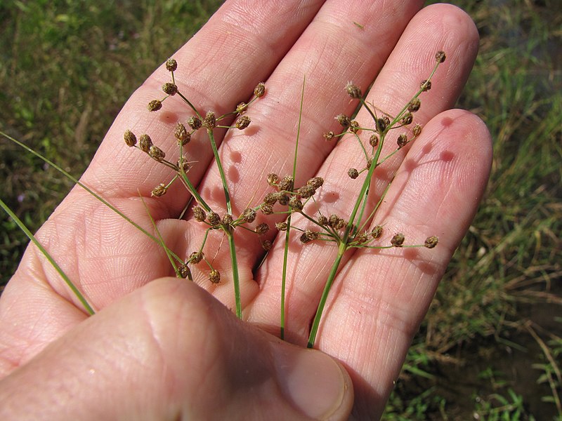 File:Starr-130322-3820-Fimbristylis littoralis-seedhead-Hanalei NWR-Kauai (24579100504).jpg