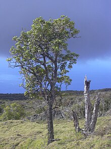 סטאר 031122-0004 Tetraplasandra oahuensis.jpg