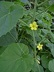 Stær 040410-0051 Cucumis dipsaceus.jpg