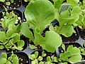 Petits pots avec jeunes plantes vertes constituées de quelques feuilles arrondies