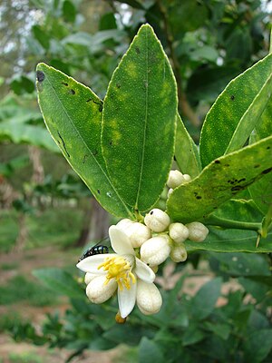 Citrus × Aurantifolia