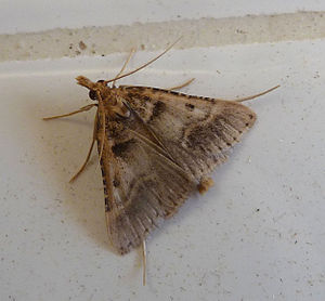 Stemmatophora brunnealis (6863047281).jpg