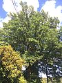 A common oak (Quercus robur)