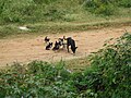 Stray Dog with Puppies at Thubarahalli