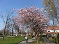 Street in Dronten with blossoming tree.JPG