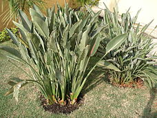 Strelitzia reginae5.jpg