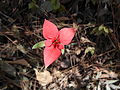 Miniatura para Euphorbia strigosa