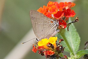 Descripción de la imagen Strophius Hairstreak (Allosmaitia strophius) .jpg.