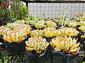 Succulents in display at Atok, Benguet