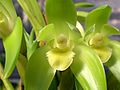 Sudamerlycaste rossyi flower