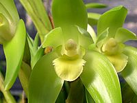 Sudamerlycaste rossyi