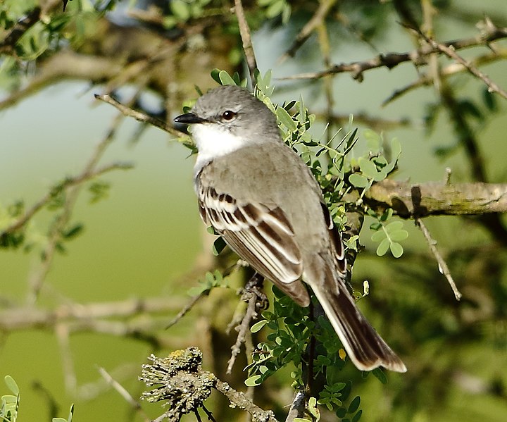 File:Suiriri suiriri - Suiriri flycatcher Argentina.jpg