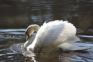 Und wenn dann doch jemand kommt, macht Vater Schwan seinen Flügel hoch, um größer auszusehen