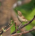 Syke's warbler Hippolais rama on Vilaiti Siris Samanea saman in Kolkata, West Bengal, India.