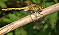 English: female Ruddy Darter Deutsch: Blutrote Heidelibelle-Männchen