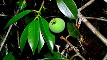 Symphonia globulifera Symphonia globulifera L. f. - Flickr - Alex Popovkin, Bahia, Brazil.jpg