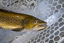 Brown trout (Salmo trutta) TWC Lake Brunner * Stewart Nimmo * MRD 18.jpg