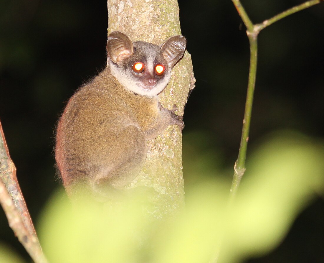 Galagoides cocos