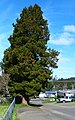 Taller tree on Doyle Street - panoramio.jpg