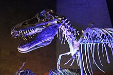 Tarbosaurus mounted cast skull (2).jpg