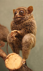 Миниатюра для Tarsius fuscus