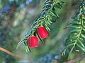 Taxus baccata, Cis pospolity, 2020-08-07