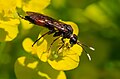 Unidentified insect, Stuttgart, Germany