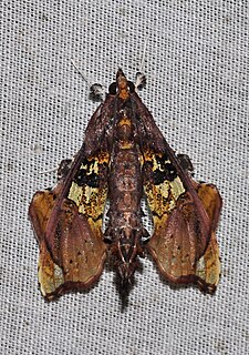 <i>Terastia</i> Genus of moths