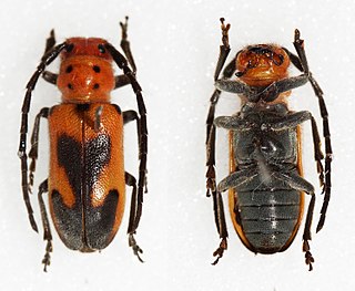 <i>Tetraopes melanurus</i> Species of beetle