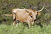 Teksasa Longkornbovo cow.jpg