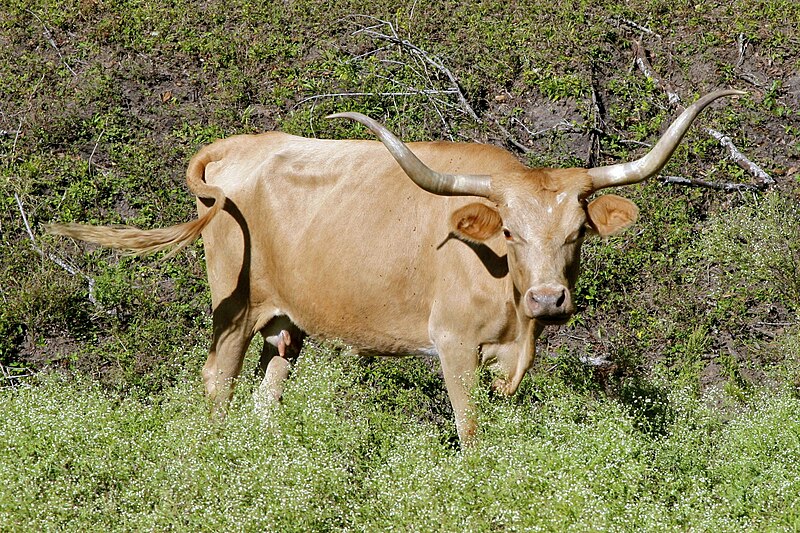 File:Texas Longhorn cow.jpg