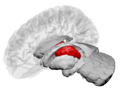 Thalamus - DK ATLAS.png