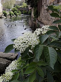 La Gère et le pont Saint-Martin.