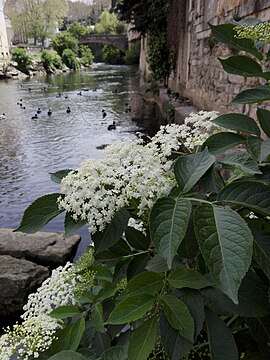 La Gère et le pont Saint-Martin