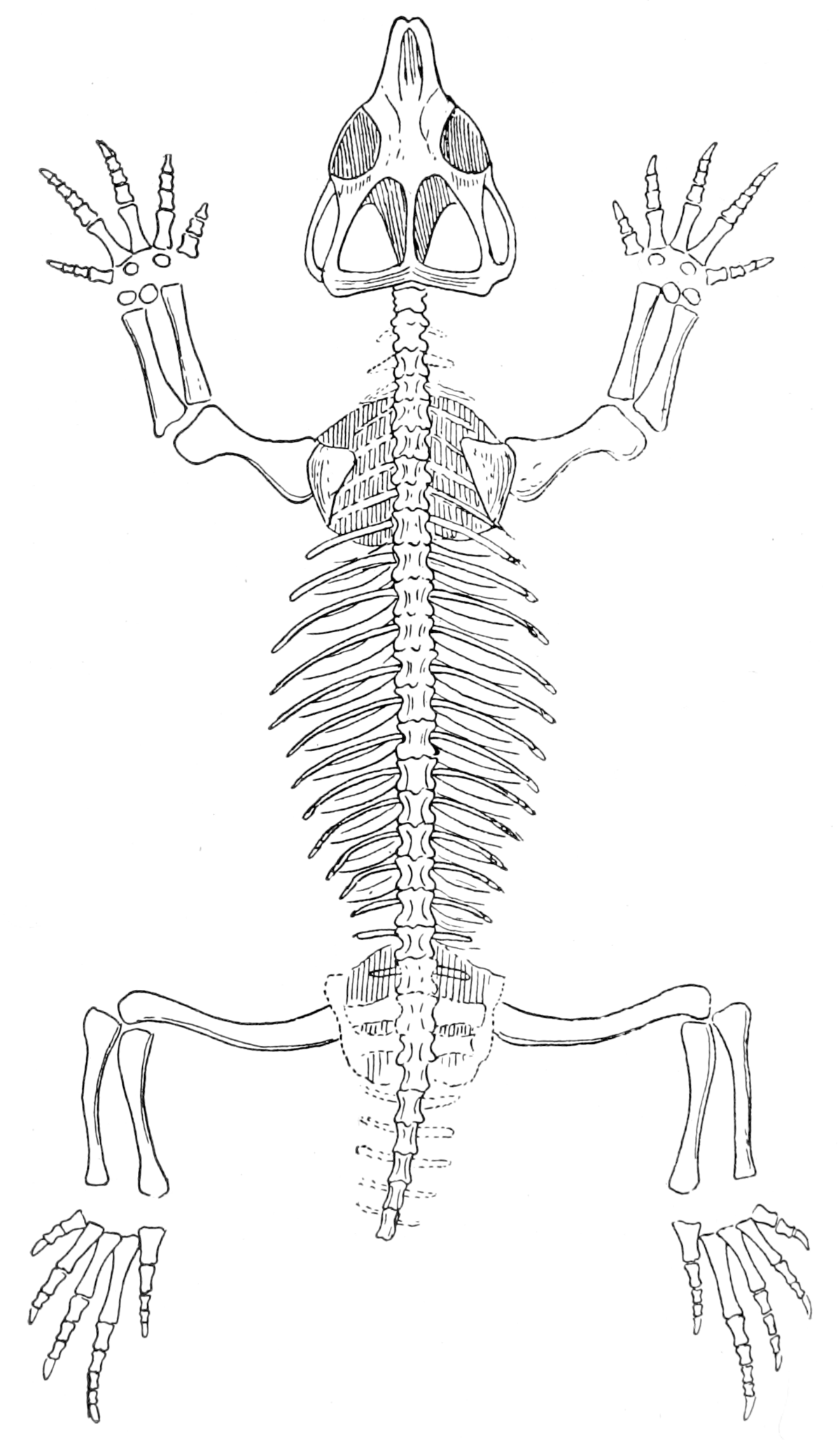 The Osteology of the Reptiles-086 uhygtfyuhgtf hv7gh ijuhg dfgdfgdfg -  PICRYL - Public Domain Media Search Engine Public Domain Search