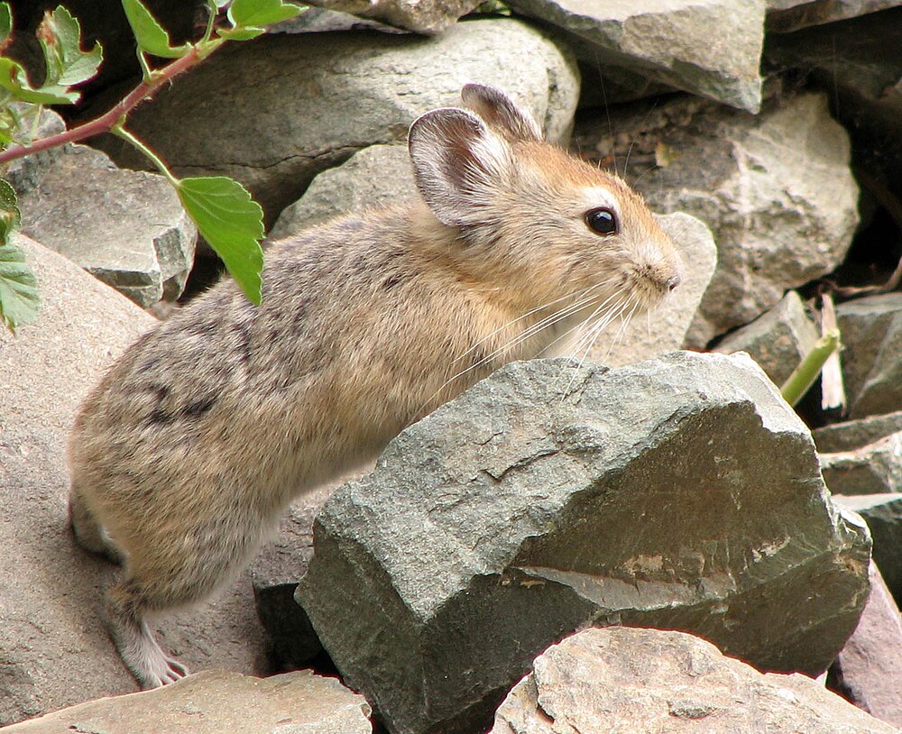 The average litter size of a Large-eared pika is 4