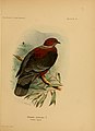 The birds of South America (1912) (14775545013).jpg