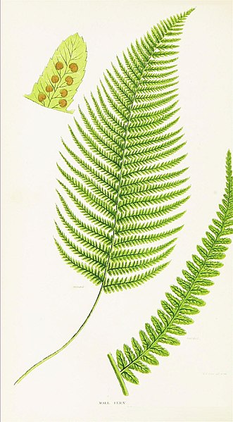 File:The ferns of Great Britain, and their allies the club-mosses, pepperworts, and horsetails (Pl. 11) (8516512240).jpg