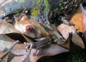 Theloderma asperum face.png