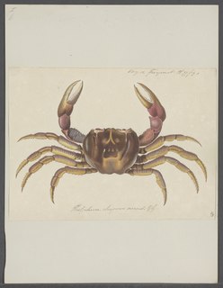 <i>Discoplax rotunda</i> Species of crab