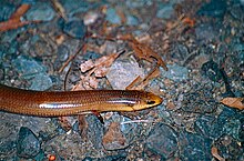 Skink dente de cobra de três dedos (Coeranoscincus reticulatus) (10040975693) .jpg