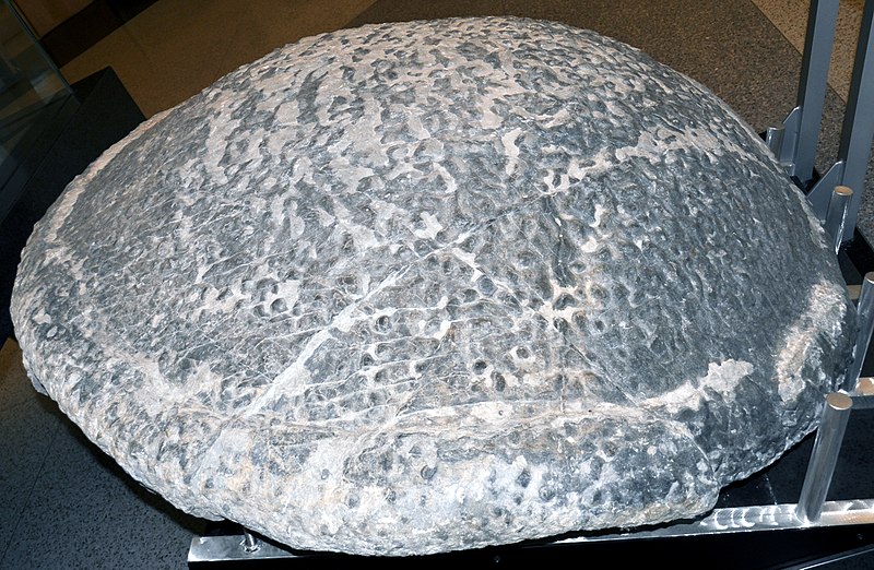File:Thrombolite-stromatolite (1.9 m diameter) VMNH.jpg
