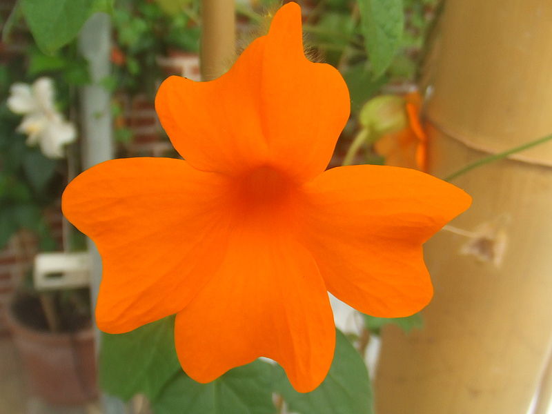 File:Thunbergia gregorii1.jpg