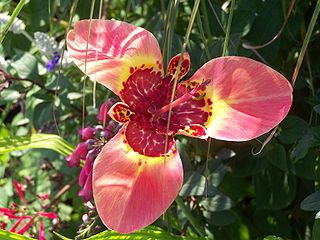 Tigridieae Tribe of flowering plants