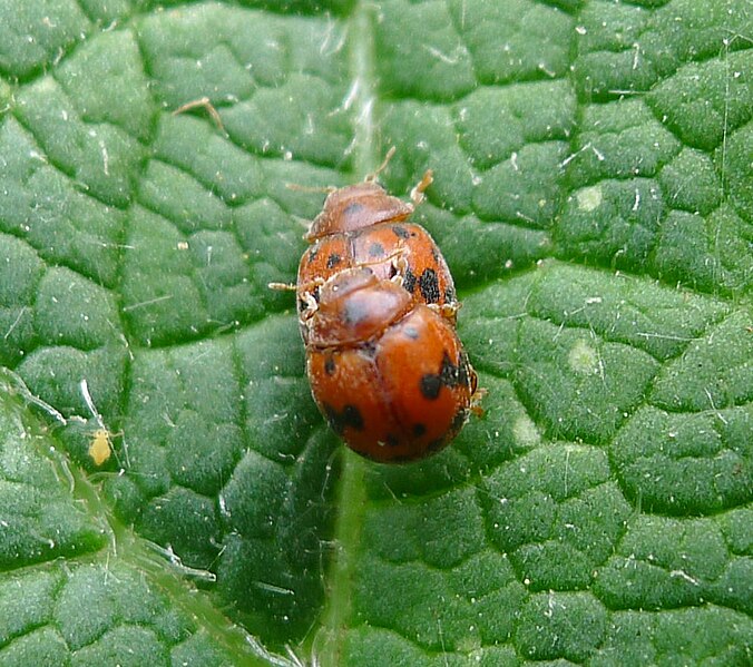 File:Tiny Twenty-four-spot ladybirds mating. Subcoccinella vigintiquattuorpunctata . Coccinellidae mating - Flickr - gailhampshire.jpg