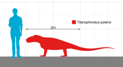Titanophoneus Scale.svg
