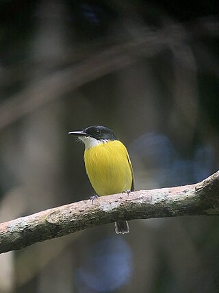 <span class="mw-page-title-main">Black-headed tody-flycatcher</span> Species of bird