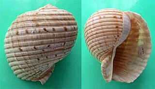 <i>Tonna berthae</i> Species of gastropod