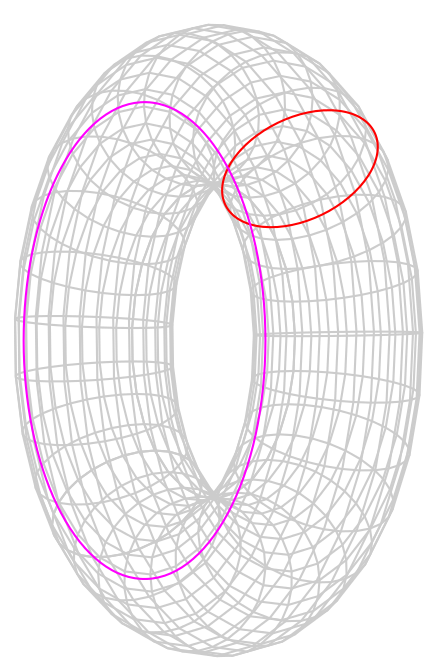 The first cohomology group of the 2-dimensional torus has a basis given by the classes of the two circles shown.