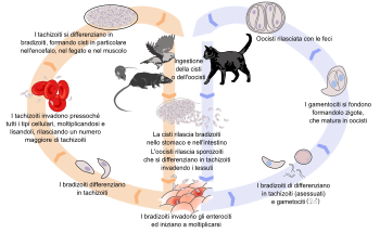 Il ciclo vitale del Toxoplasma.